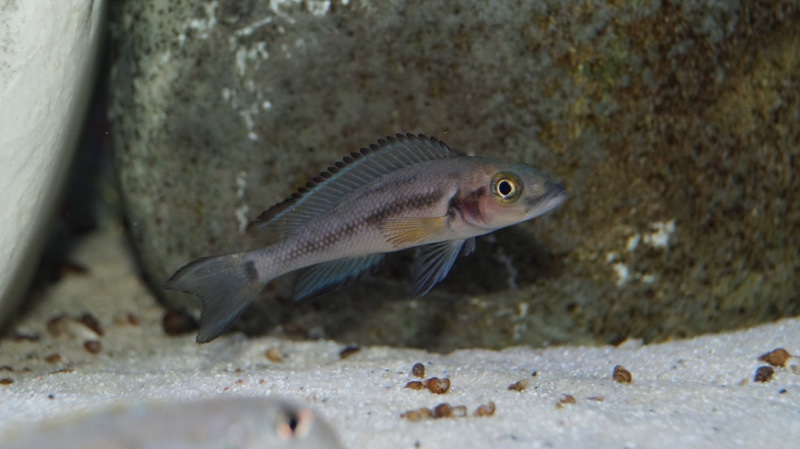 Neolamprologus furcifer